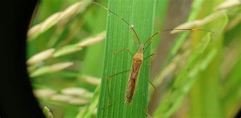 bugs in the philippines|Insects .